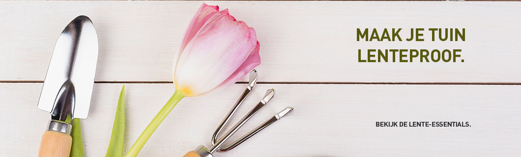 Lente